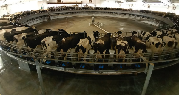 Got milk?