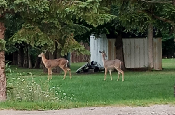 Couple of deer came out behind the hotel where we parked cars