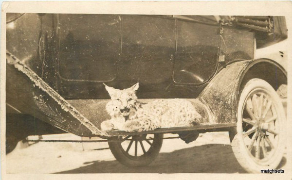 Lynx with Model T.jpg