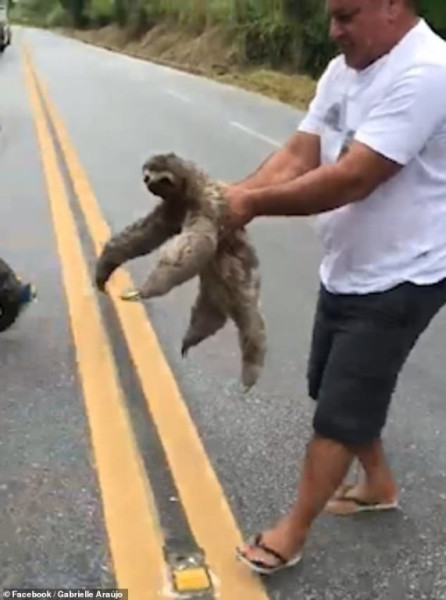 sloth.jpg