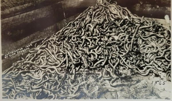 snake pit.JPG