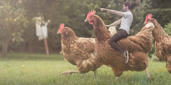 hens.jpg