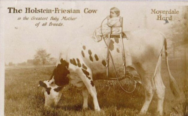 holstein cow.JPG