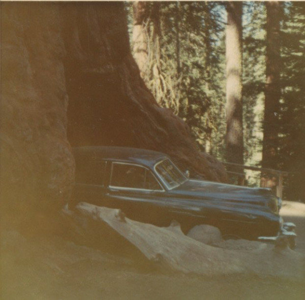 Wawona tunnel tree.jpg