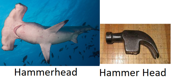 hammer head.png