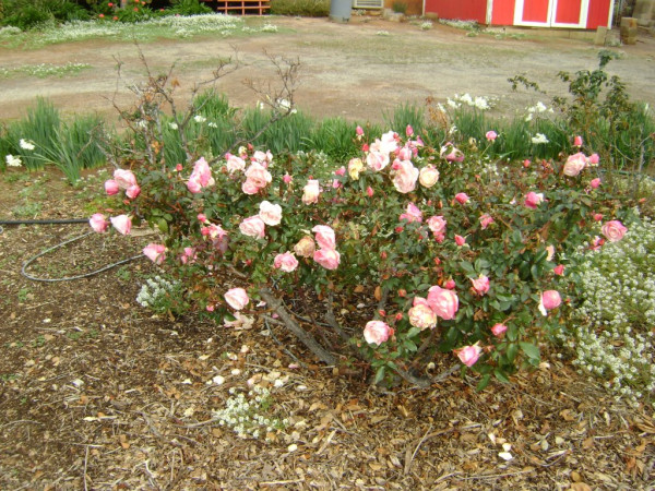 Flowers in backyard Deember 29 2022 002.JPG