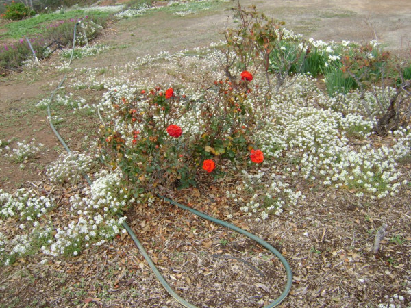 Flowers in backyard Deember 29 2022 004.JPG