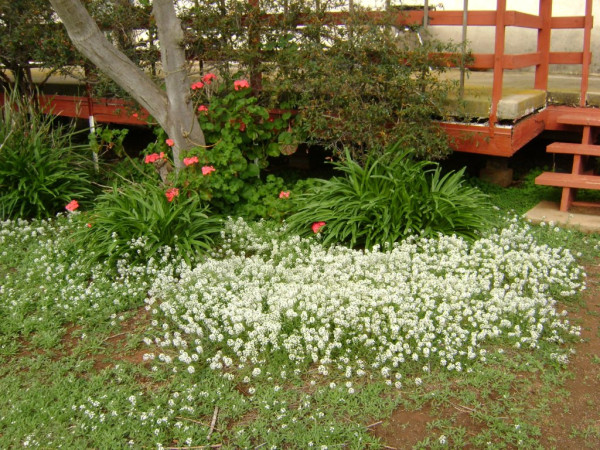 Flowers in backyard Deember 29 2022 006.JPG