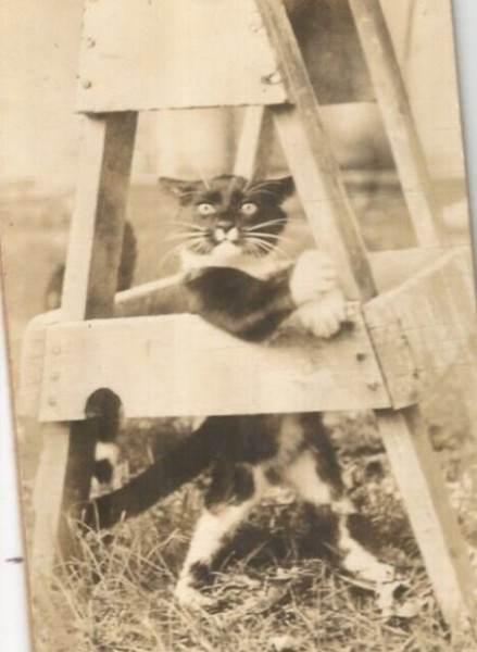 cat2.JPG