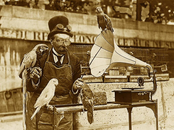 KDParrotz.jpg