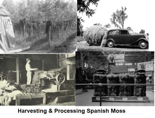 Group moss.jpg