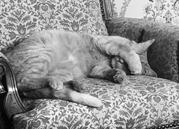 IMG_3990.jpeg