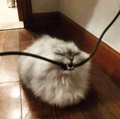 CATT.jpg