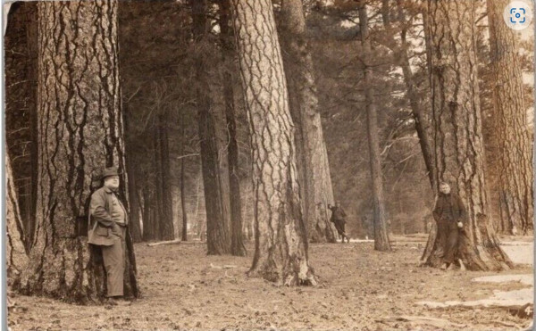 TREE LEANERS.JPG