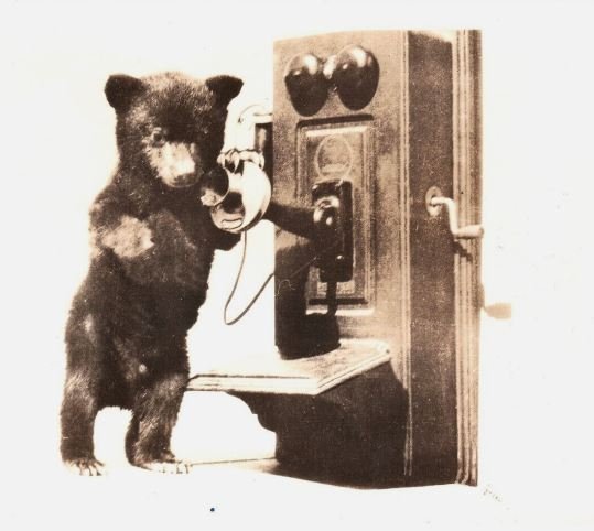 Bear necessity.JPG