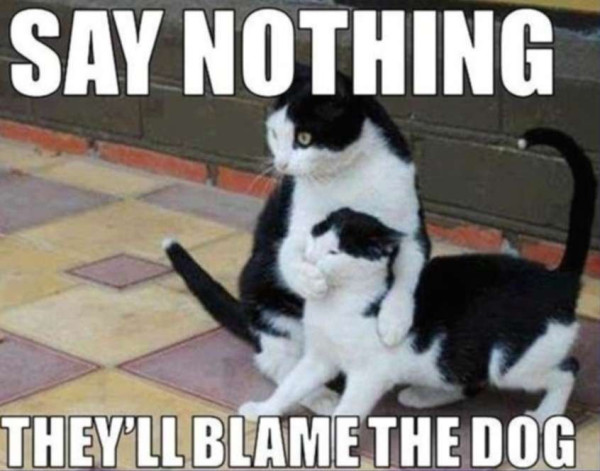 blamedog.jpg