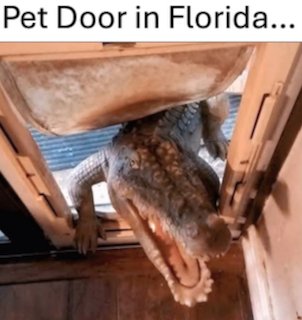 floridapetdoor.jpg