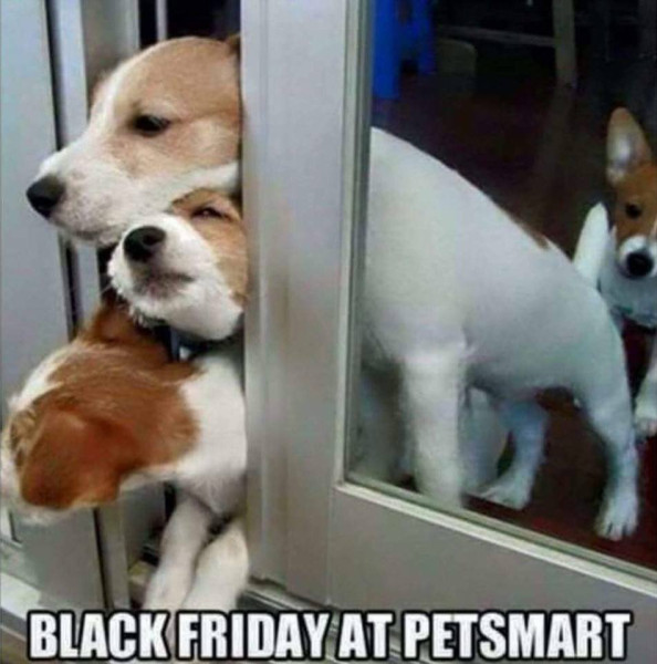 black Friday puppies.jpg (79.63 KiB) Viewed 568 times black Friday puppies.jpg