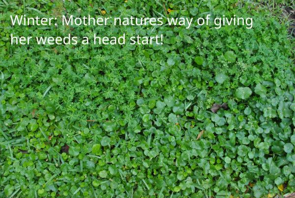winterweeeds.JPG