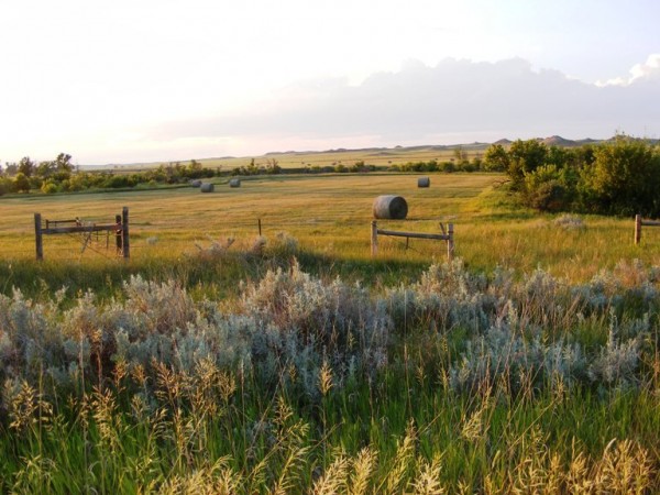 westmore sunset on alfalfa field june 2008.JPG