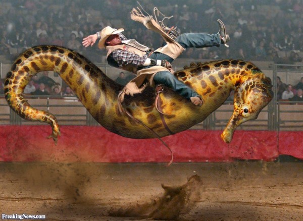 Bucking-Seahorse-Rodeo-33672.jpg