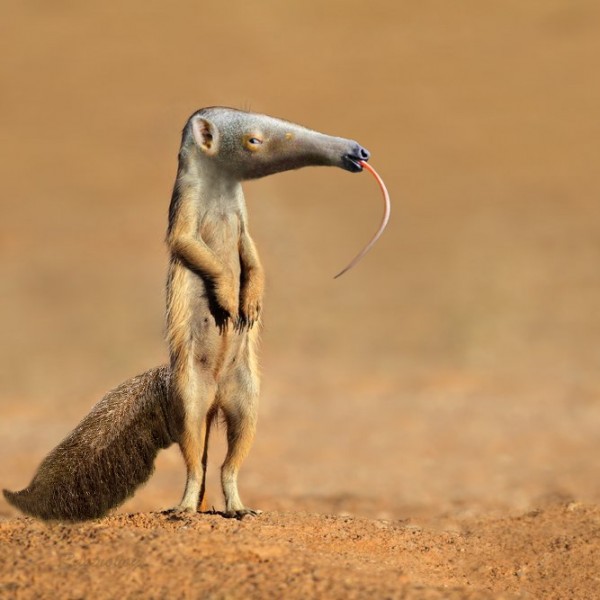 gopher.jpg