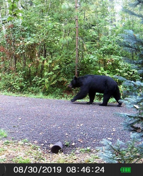 Black bear.JPG