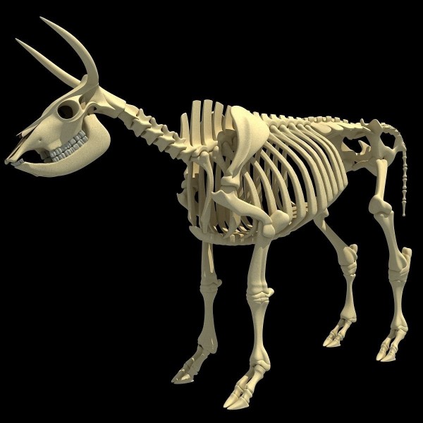 cow-bone-skeletal-3d-model-max-obj-3ds-fbx-c4d-lwo-lw-lws.jpg