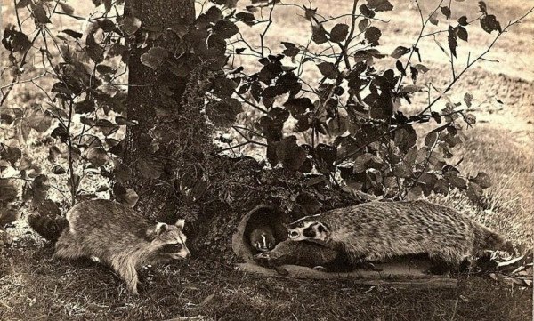 badger 2.JPG