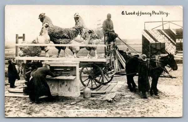 fancy poultry.jpg