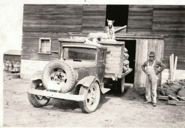 dog on truck.JPG