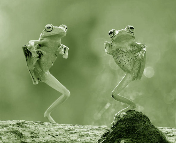 Frggz.jpg
