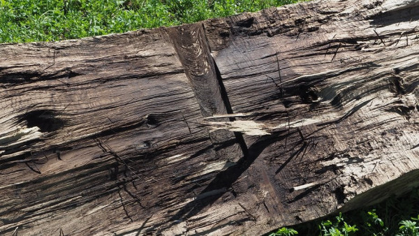 Splitting log with gun powder