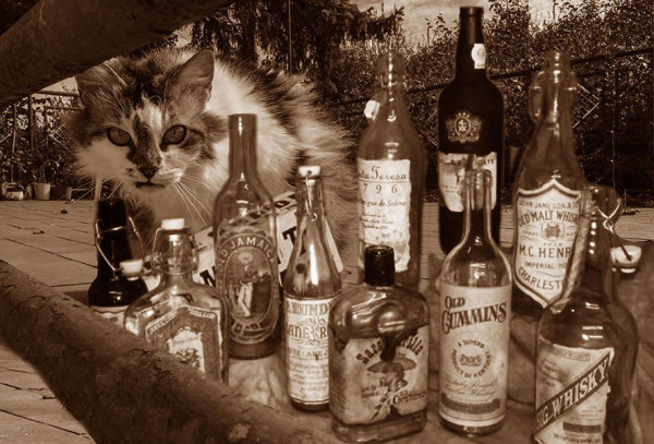 Catt.jpg