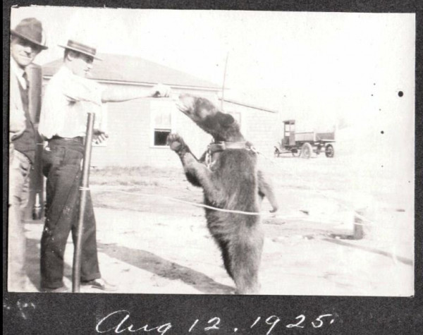 bear 2.JPG