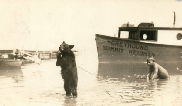 bear in water.JPG