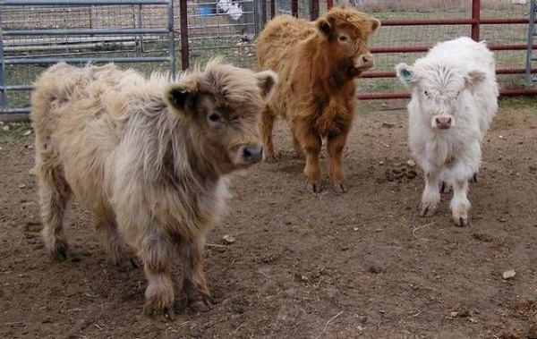 mini cow.jpg